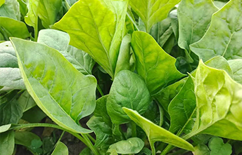 菠菜阳台栽培技术要点