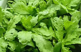茼蒿阳台栽培技术要点